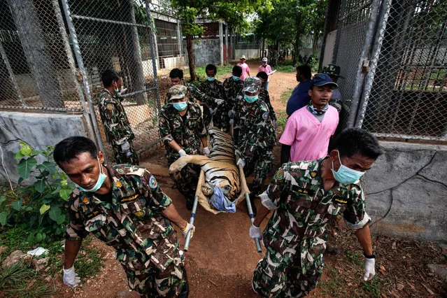 Thai DNP officers carry a sedated tiger outside its cage at the Wat Pha Luang Ta Bua Tiger Temple on June 1, 2016,  in Kanchanaburi province, Thailand. Wildlife authorities in Thailand raided a Buddhist temple in Kanchanaburi province where 137 tigers were kept, following accusations the monks were illegally breeding and trafficking endangered animals. Forty of the 137 tigers were rescued by Tuesday from the country's infamous “Tiger Temple” despite opposition from the temple authorities. (Photo by Dario Pignatelli/Getty Images)