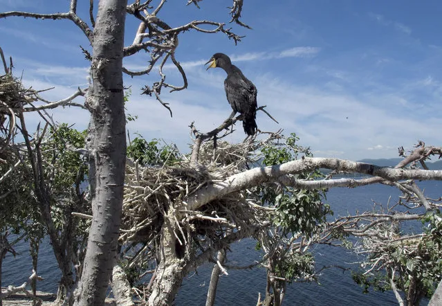 In this June 16, 2016 photo, an immature double-crested cormorant sits atop a tree on island “B” of the Four Brothers Islands on the New York side in Lake Champlain. Biologists have been working to reduce the populations of the birds in the nesting grounds on the islands in the lake. But a federal judge's decision suspended efforts to control the bird on Lake Champlain and in 24 eastern states. (Photo by Wilson Ring/AP Photo)