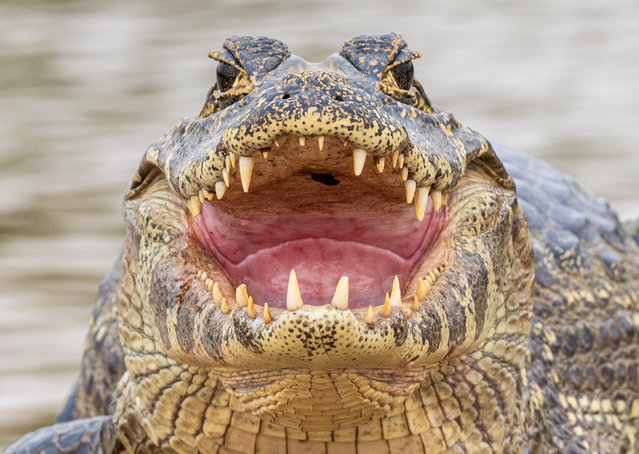 A caiman cools off by releasing heat from its mouth on a 42°C day in the Pantanal wetlands, Brazil in the last decade of November 2024. (Photo by Simon Roberts/Solent News)