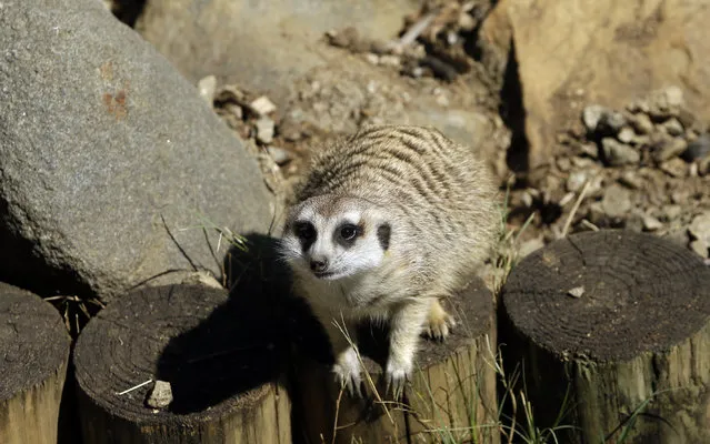 Meerkat Manor in an enclosure at the Pretoria Zoo, South Africa, Wednesday, August 13, 2014. One of the most captivating sights of African wildlife is that of sharp-eyed meerkats standing side-by-side on their hindlegs, as though posing for a group photograph. (Photo by Themba Hadebe/AP Photo)