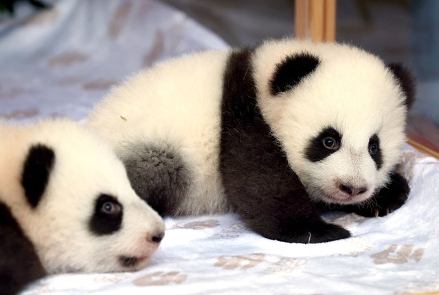Giant panda twin sisters, Leni and Lotti are presented during their name-giving ceremony in an enclosure at the Zoo in Berlin, Germany, on December 6, 2024. (Photo by Lisi Niesner/Reuters)