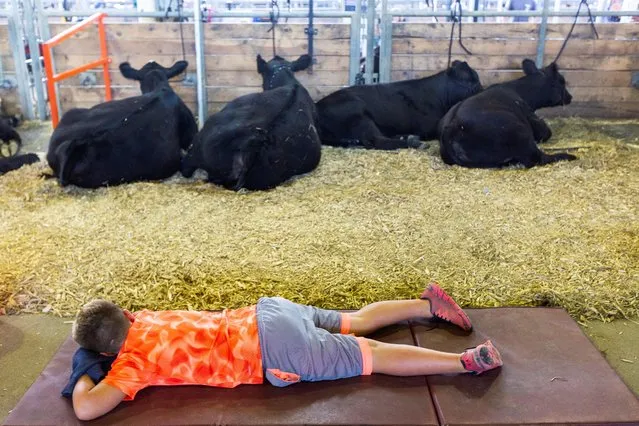 A boy takes a nap by the cows at the Iowa State Fair in Des Moines, Iowa, U.S., August 19, 2022. (Photo by Rachel Mummey/Reuters)