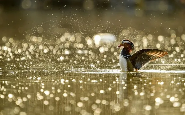 A mandarin duck unfolds its wings on the Solyonaya Protoka River in Vladivostok, Russia on April 14, 2020. The birds have flown in to nest in the Primorye Territory and are pairing up to hatch ducklings in July; they will migrate to Japan, Korea, and Southeast Asia after the first frosts hit in autumn. Russian laws ban hunting mandarin ducks, which are listed in the Red Book as an endangered species. (Photo by Yuri Smityuk/TASS)