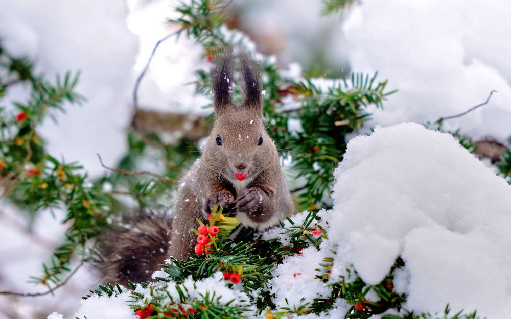 A Look at Life in Japan