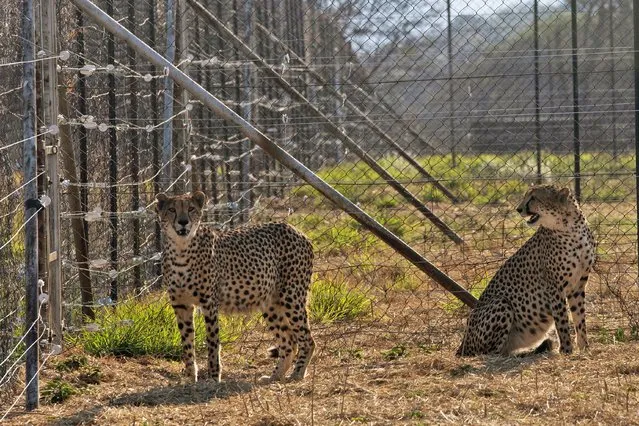 Two cheetahs are seen inside a quarantine section before being relocated to India next month, at a reserve near Bella Bella, South Africa, Sunday, September 4, 2022. South African wildlife officials have sent four cheetahs to Mozambique this week and plan to send more cheetahs to India next month. (Photo by Denis Farrell/AP Photo)