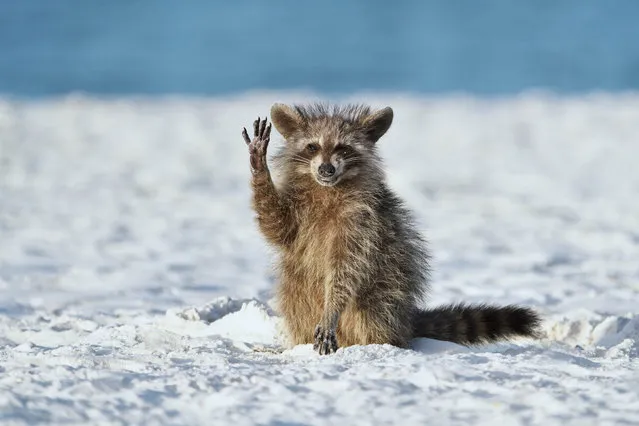 “Hello Everyone”. A raccoon on a Florida beach being fed shrimps. (Photo by Miroslav Srb/Comedy Wildlife Photography Awards)