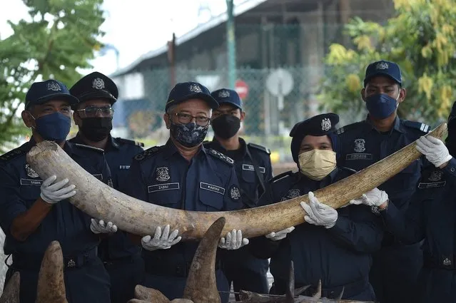 Malaysia;s customs officers display some of the 6,000 kilograms of seized elephant tusks during a press conference at the Customs Complex in Port Klang in Selangor, west of Kuala Lumpur, on July 18, 2022, following an operation that recovered the ivory and other animal body parts from a ship on July 10. (Photo by Arif Kartono/AFP Photo)