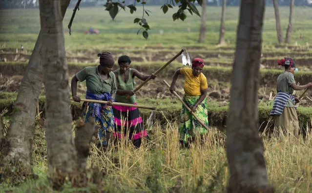 In this photo taken Friday, September 4, 2015, local farmers work on the land just outside Volcanoes National Park, northern Rwanda. (Photo by Ben Curtis/AP Photo)