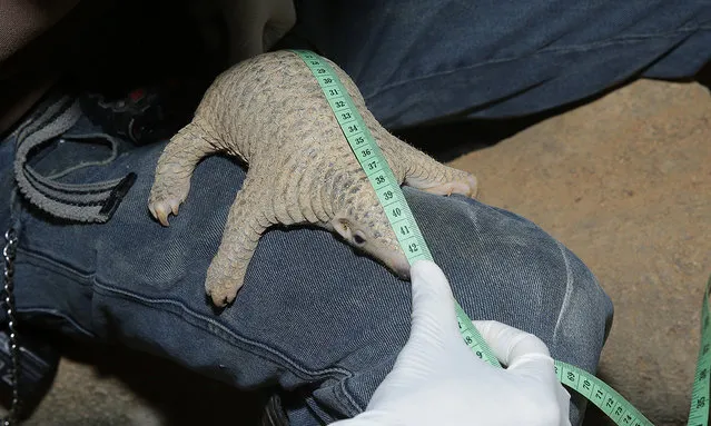 Radin the Sunda pangolin being measured by his keeper. The birth of a critically endangered Sunda pangolin baby, named Radin, on 13 July in Night Safari is one of the most iconic births in WRS this year. (Photo by Wildlife Reserves Singapore)