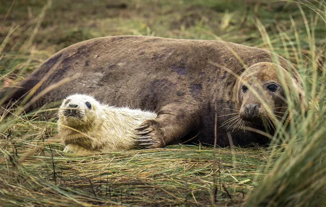 A grey seal with its pup, at the Donna Nook National Nature Reserve in north Lincolnshire on Sunday, November 6, 2022, where they come every year in late October, November and December to give birth to their pups near the sand dunes, the wildlife spectacle attracts visitors from across the UK. (Photo by Danny Lawson/PA Images via Getty Images)