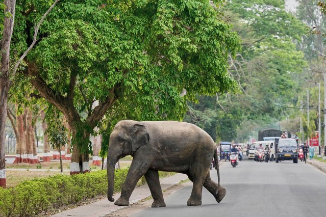 A wild elephant which strayed out of the Amchang Wildlife Sanctuary, possibly in search of food, crosses a road in Guwahati, India, Wednesday, April 9, 2025. (Photo by Anupam Nath/AP Photo)