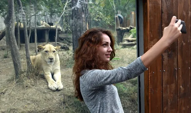 A womans takes a selfie in front of the lions open-air cage at the Tbilisi zoo on September 13, 2015. The zoo has reopened today after been destroyed by last June floods. (Photo by Vano Shlamov/AFP Photo)