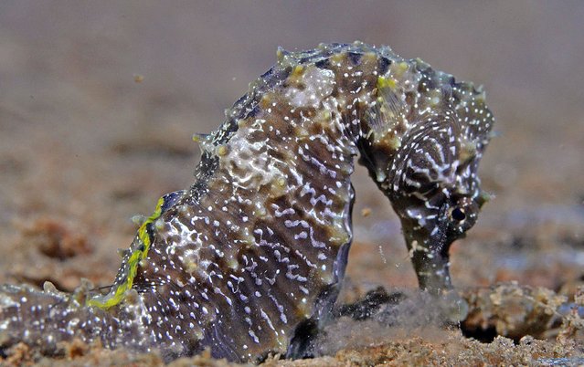 An underwater image from Degirmendere, Golcuk of Kocaeli, Turkiye shows a seahorse and reveals the spread of mucilage, which remains unseen on the surface of the water on December 29, 2024. Observed particularly between depths of 0-20 meters, the mucilage has caused significant harm to marine life. The thick layer traps jellyfish in the pelagic zone, covers the shells of mussels, and negatively impacts seahorses, one of the region's iconic species. (Photo by Tahsin Ceylan/Anadolu via Getty Images)