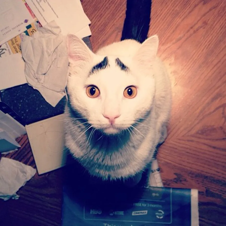 The Cat with Eyebrows 