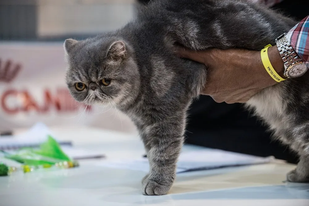 2014 Super Cat Show in Rome