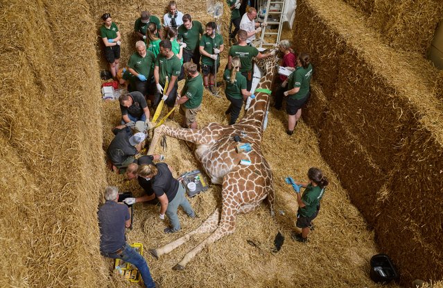 Vets and nurses at ZSL Whipsnade zoo monitor Bashu, a 5-metre (16ft) reticulated giraffe in London, England on June 19, 2025. The animal is under general anaesthetic as specialist farriers perform a radical foot trim on his hooves and fit two custom-made shoes. Bashu will be monitored over the weekend as he recovers. The 13-year-old giraffe, who was being treated for intermittent lameness, could have deteriorated if left untreated and would have been unable to walk. The hay enclosure was created to ensure that Bashu did not injure himself falling over when going under the anaesthetic. (Photo by David Levene/The Guardian)