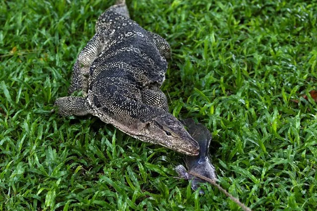 A monitor lizard follows a bait from a park worker at Lumpini park in Bangkok, Thailand, September 20, 2016. (Photo by Athit Perawongmetha/Reuters)