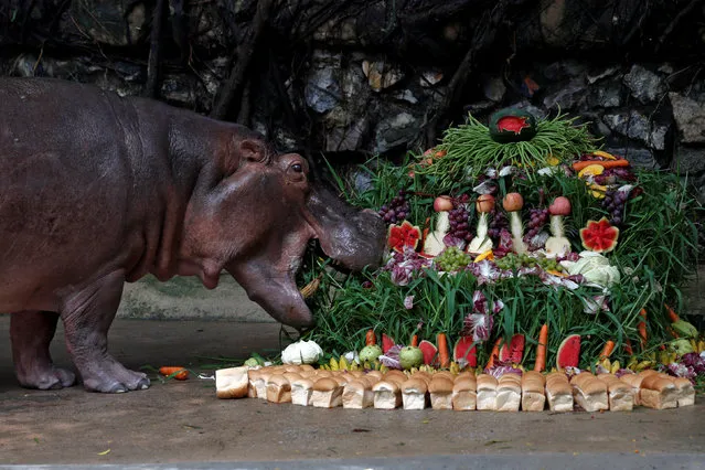 A female hippopotamus named “Mali”, which means Jasmine, eats fruits arranged to look like a cake during her 50th birthday celebration at Dusit Zoo in Bangkok, Thailand September 23, 2016. (Photo by Chaiwat Subprasom/Reuters)