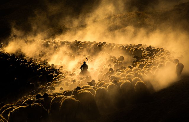 Flocks of sheep walk through valleys to reach the plateaus at the foot of Mount Nemrut while creating dust during sunset in Kiyiduzu village in Tatvan district of Bitlis, Turkiye on June 18, 2025. Thousands of sheep are driven through valleys to avoid damaging the crops despite hot weather. (Photo by Mustafa Kilic/Anadolu via Getty Images)