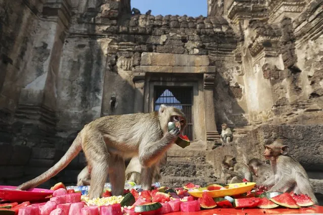 Long-tailed macaques enjoy food served to them during the annual Monkey Buffet Festival at the Pra Prang Sam Yot temple in Lopburi, north of Bangkok November 30, 2014. (Photo by Damir Sagolj/Reuters)