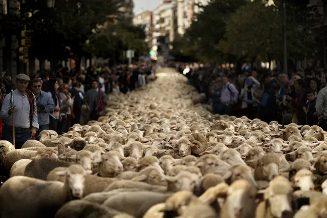 Shepherds lead their sheep through the centre of Madrid, Spain, Sunday, October 25, 2015. Shepherds have guided a flock of 2,000 sheep through Madrid streets in defense of ancient grazing, droving and migration rights increasingly threatened by urban sprawl and modern agricultural practices. Photo by Daniel Ochoa de Olza/AP Photo)