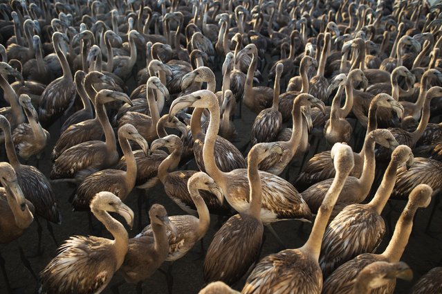 Flamingo chicks pictured inside a corral during the annual tagging of flamenco chicks at Fuente de Piedra Lagoon, following its suspension the previous year due to drought and climatic conditions, in Malaga, Spain, on 09 August, 2025. The ringing of flamingo chicks is a scientific activity carried out at Fuente de Piedra lagoon, with the collaboration of hundreds of volunteers. During the ringing process, various tasks are undertaken, including the capture, assessment, monitoring and identification of the chicks, in order to track and study the species evolution and reproduction. Fuente de Piedra Lagoon is the largest lagoon in Andalusia and the nature reserve with the largest breeding colony of flamingos. (Photo by Jesus Merida/Anadolu via Getty Images)