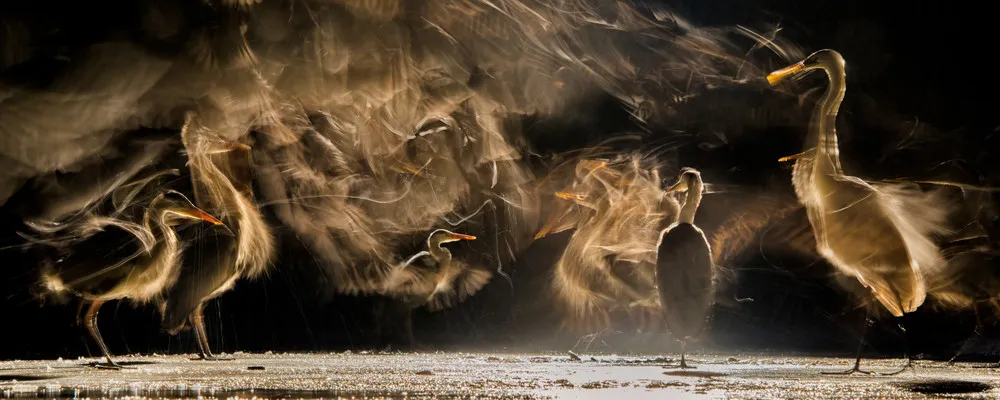 UK Bird Photographer of the Year 2018