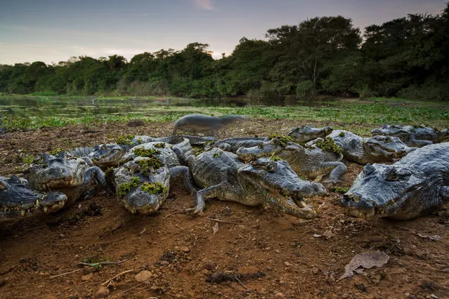 Uruguayan caiman emerge from a wetland in Brazil’s Pantanal marsh. “These 5ft midsize members of the crocodile family are not dangerous to humans because they are accustomed to being fed by local ranchers. When one of these bold reptiles came within six inches of me, I used my tripod leg as a largely symbolic barrier”. (Photo by Art Wolfe/The Guardian)