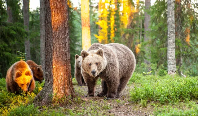 A large group of bears stroll towards a photographer’s hiding place in Suomussalmi, Finland. George Turner, from Dorset, spent three days in the forest to witness the bears in their natural habitat. (Photo by George Turner/Barcroft Images)