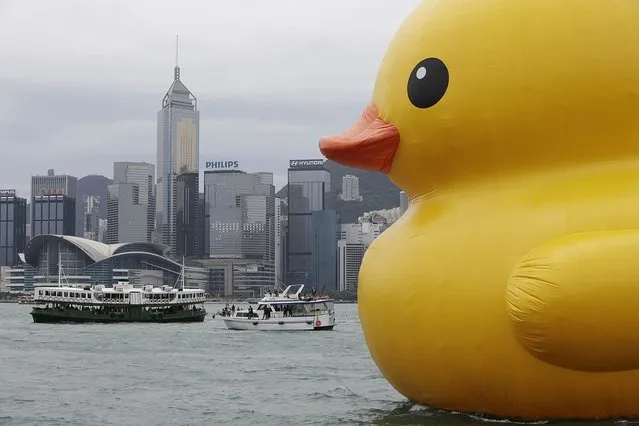 Dutch conceptual artist, Florentijin Hofman's Floating duck sculpture called “Spreading Joy Around the World”, is moved into Victoria Harbour on May 2, 2013 in Hong Kong. The “Rubber Duck”, which is 16.5 meters high, will be in Hong Kong from May 2 to June 9. Since 2007, “Rubber Duck” has been traveling to 10 countries and 12 cities. (Photo by Jessica Hromas/Getty Images)