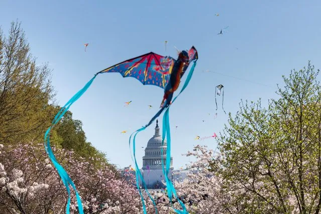 Visitors fly kites during the annual Cherry Blossoms Kite Fest near the U.S. Capitol building on the National Mall, in Washington, U.S., March 26, 2023. (Photo by Tom Brenner/Reuters)