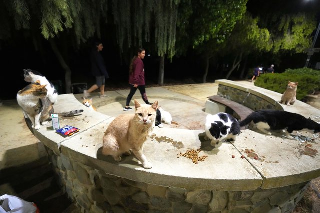 Women walk by cats at a park in Strovolos area of capital Nicosia, Cyprus, October 6, 2025. (Photo by Petros Karadjias/AP Photo)