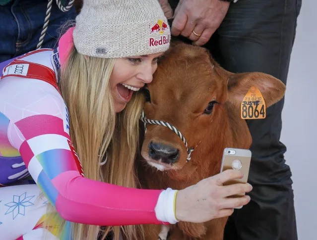 Lindsey Vonn of the U.S. takes a “selfie” with a cow she won as a prize after finishing first in the women's World Cup Downhill skiing race in Val d'Isere, French Alps, December 20, 2014. (Photo by Robert Pratta/Reuters)