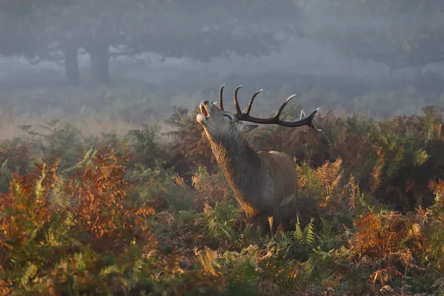 Stag Deer Bellowing in Richmond Park. Photo location: London, UK. (Photo and caption by Prashant Meswani/National Geographic Photo Contest)