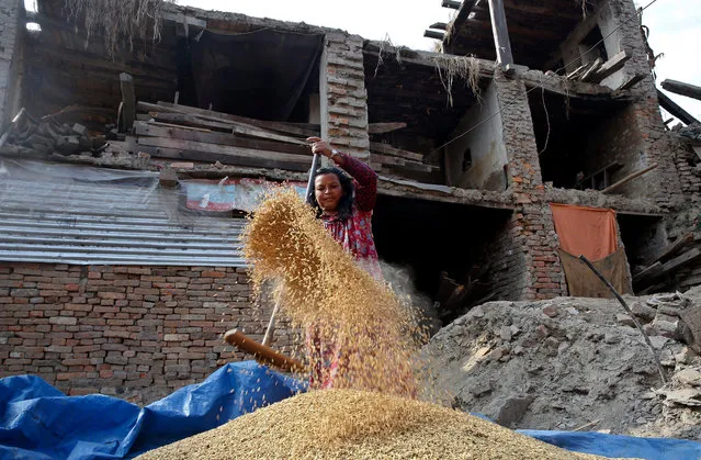 A Nepalese farmer winnows rice before taking it to market, in front of her home destroyed in the 25 April earthquake, in one of the areas worst affected by the quake, Bhaktapur, on the outskirts of Kathmandu, Nepal, 16 November 2015. Agriculture remains Nepal's principal economic activity, employing over 71 per cent of the population and providing 32.12 per cent of GDP. (Photo by Narendra Shrestha/EPA)