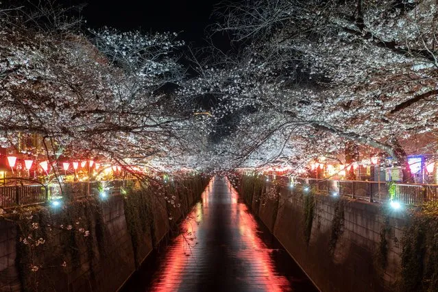 Blooming cherry blossoms are illuminated along the Meguro River in Tokyo on March 22, 2023. (Photo by Philip Fong/AFP Photo)