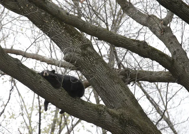 A bear rests in a tree in a suburban area of Paramus, N.J., Monday, April 30, 2018. (Photo by Seth Wenig/AP Photo)