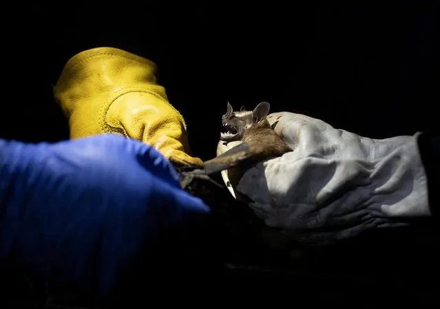 Researchers from Brazil's state-run Fiocruz Institute shine a light on a bat they captured in the Atlantic Forest during a nighttime outing in Pedra Branca state park, near Rio de Janeiro, Tuesday, Nov.ember17, 2020. The outing was part of a project to collect and study viruses present in wild animals – including bats, which many scientists believe were linked to the outbreak of COVID-19. (Photo by Silvia Izquierdo/AP Photo)