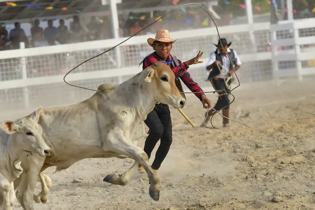 A cowboy ropes during the annual two-day Rupununi Ranchers Rodeo festival, in Lethem, Guyana, Saturday, April 8, 2023. The festival is an Easter weekend tradition, celebrating the Rupununi savannah cowboy lifestyle. (Photo by Matias Delacroix/AP Photo)