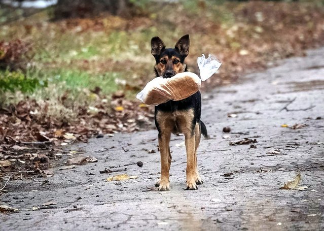 A stray dog ​​holds a plastic bag with bread in its teeth in the frontline town of Kostiantynivka, in Donetsk region, Ukraine, on November 1, 2025. (Photo by Yan Dobronosov/Reuters)
