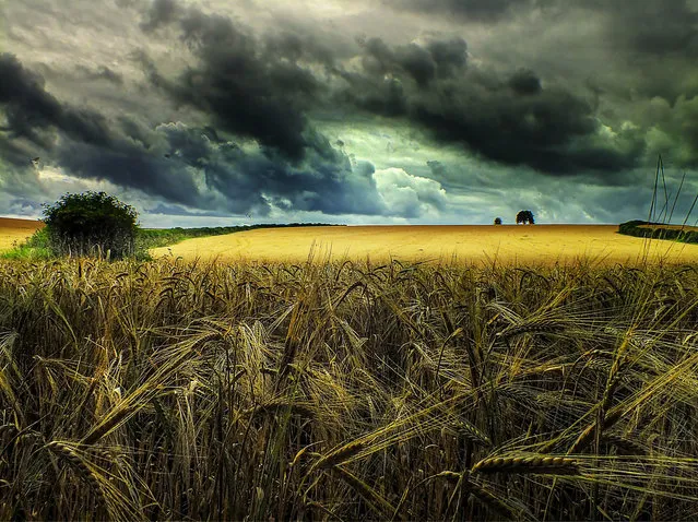 Grain. (Eric Goncalves)