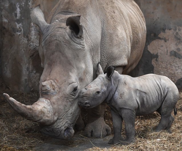 Mo, a seven-day-old female white rhino, was born to Ruby at the Cotswold Wildlife Park near Burford, Oxfordshire, UK in the first decade of November 2025. She is the 13th calf to be born at the park in 12 years. (Photo by Paul Nicholls)