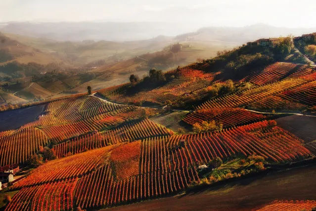 “Red mist in Alba”. An autumnal glimpse of vineyards near Alba in the Langhe hills of Piedmont. Second place: Wine. (Photo by Valentina Galvagno/SIPA Contest)