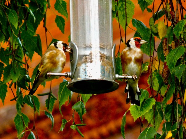 Goldfinches on a bird feeder in Dunsden, Oxfordshire, UK on December 12, 2025. Bird enthusiasts can attract small birds, such as goldfinches, to their garden during the colder months with just three simple plants, experts say that with the right set-up and plants, small birds like goldfinches will flock to your outdoor space during this winter. For smaller garden species, colder months represent a vital period for foraging and sustaining their energy levels. Goldfinches love the seeds of Verbena bonariensis, Russian sage, and lavender. (Photo by Geoffrey Swaine/Rex Features/Shutterstock)