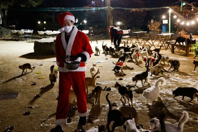 An employee dressed as a Santa Claus costume feeds cats at the Catgarden in Seoul, South Korea, December 14, 2020. (Photo by Kim Hong-Ji/Reuters)