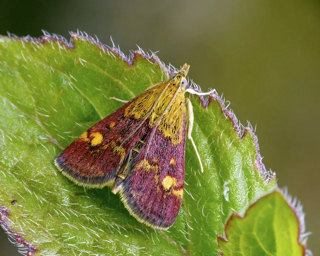 A mint moth – a pyralid or “micro-moth” native to Britain and found among garden herbs. Wildlife experts have said almost 30 new species of micro-moths have been recorded in the UK in the last 30 years, including eight which have become established residents. (Photo by Patrick Clement/Butterfly Conser/PA Wire)