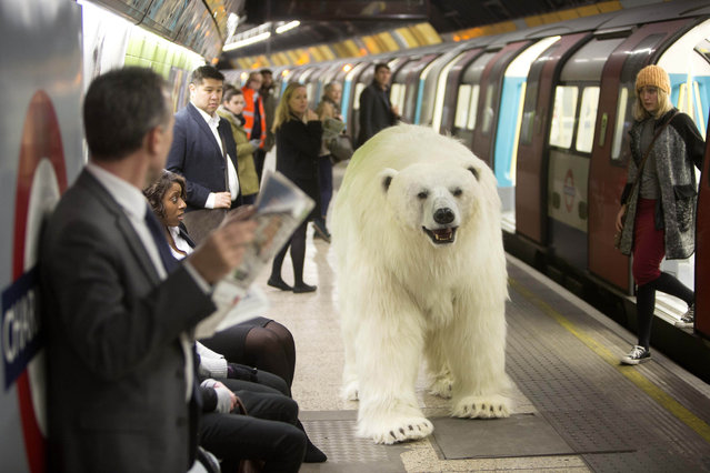 An animatronic polar bear visits the London Underground on January 23, 2015, to mark the launch of Fortitude, Sky Atlantic&Otilde's new drama starring Stanley Tucci, Michael Gambon and Christopher Ecclestone, which premieres on Thursday 29th January at 9pm. (Photo by David Parry/PA Wire)