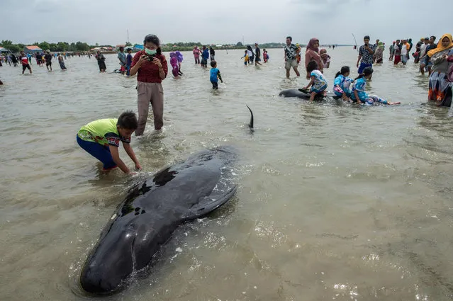 People try to save short-finned pilot whales beached in Bangkalan, Madura island on February 19, 2021, as some 49 pilot whales have died after a mass stranding on the coast of Indonesia's main island of Java that sparked a major rescue operation. (Photo by Juni Kriswanto/AFP Photo)