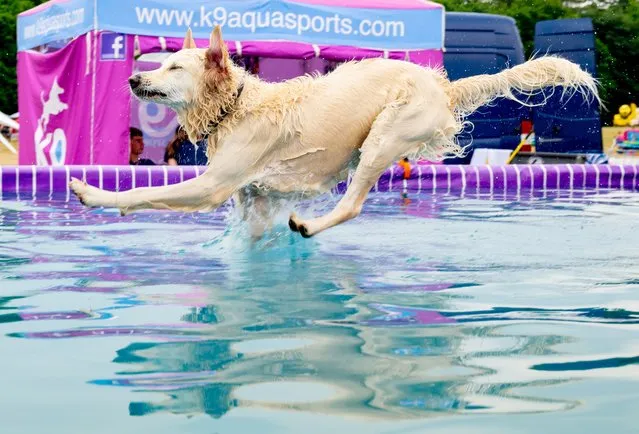 A golden Retriever is seen in a plunge pool during Dogfest 2023 at Tatton Park on June 18, 2023 in Knutsford, England. (Photo by Shirlaine Forrest/Getty Images)