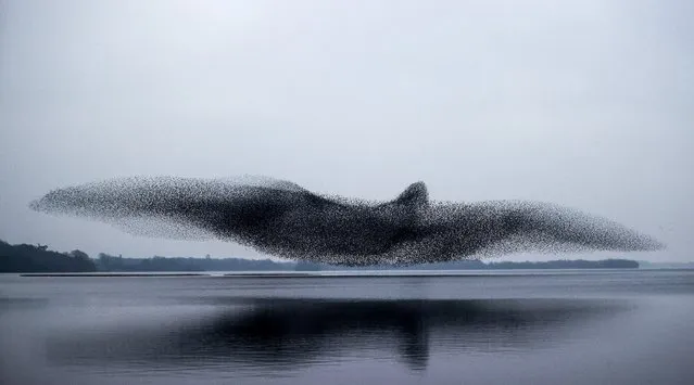 A view of a starling murmuration over Lough Ennell, Co. Westmeath, Ireland on March 3, 2021. (Photo by James Crombie/INPHO/Rex Features/Shutterstock)